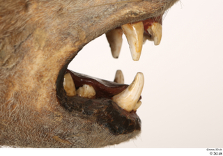 Striped Hyena Hyaena hyaena mouth teeth 0013.jpg